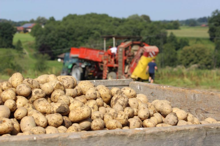 Bio-Frühkartoffeln frisch im Attler Markt